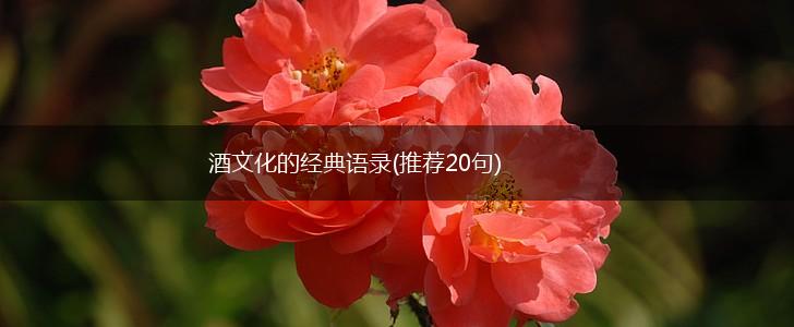 酒文化的经典语录(推荐20句),第1张