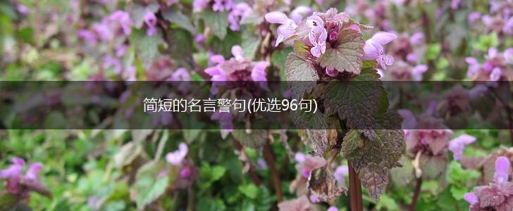 简短的名言警句(优选96句),第1张