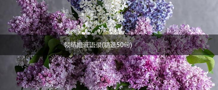 领结婚证语录(精选50句),第1张