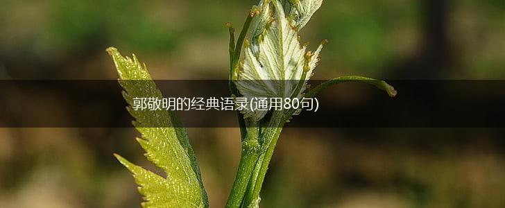 郭敬明的经典语录(通用80句),第1张