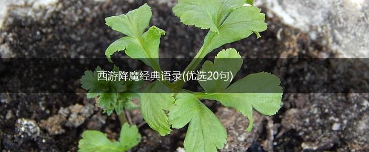 西游降魔经典语录(优选20句),第1张