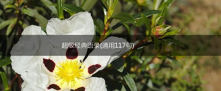 超级经典语录(通用117句),第1张