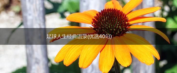 足球人生经典语录(优选40句),第1张