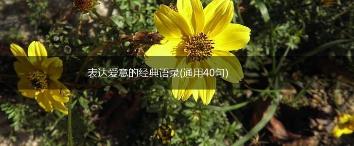 表达爱意的经典语录(通用40句),第1张