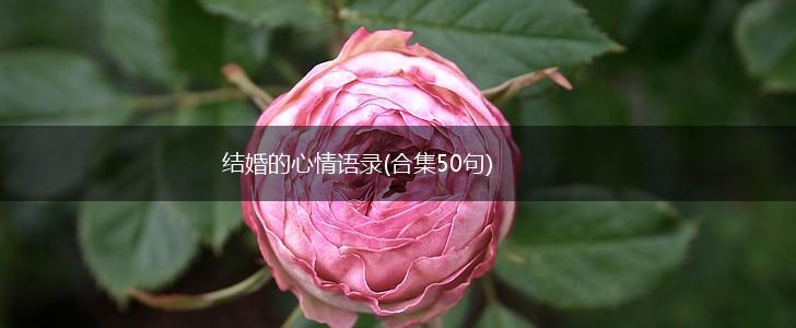 结婚的心情语录(合集50句),第1张