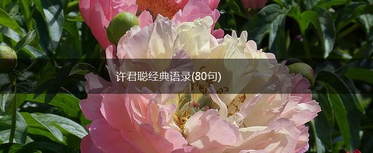 许君聪经典语录(80句),第1张