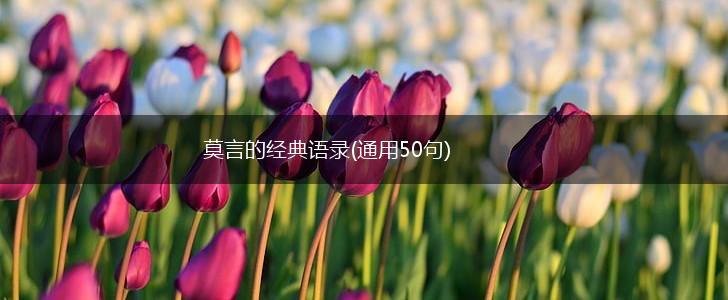 莫言的经典语录(通用50句),第1张