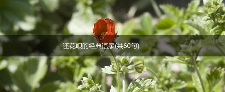 还花呗的经典语录(共60句),第1张
