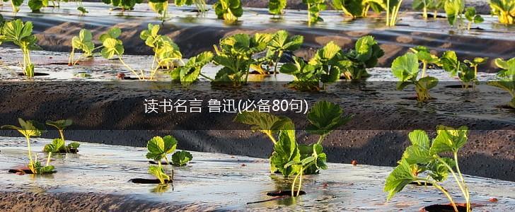 读书名言 鲁迅(必备80句),第1张