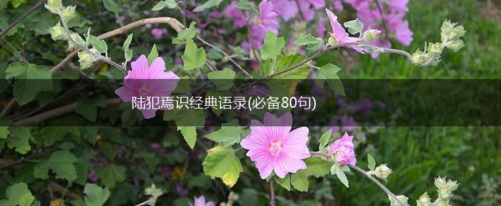 陆犯焉识经典语录(必备80句),第1张