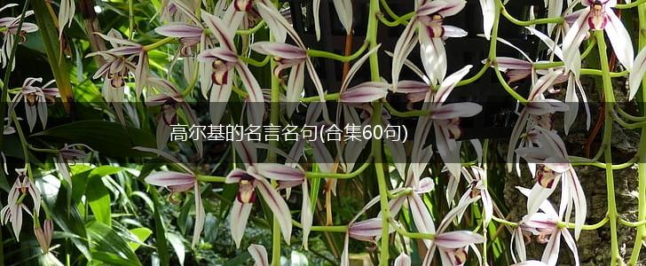 高尔基的名言名句(合集60句),第1张