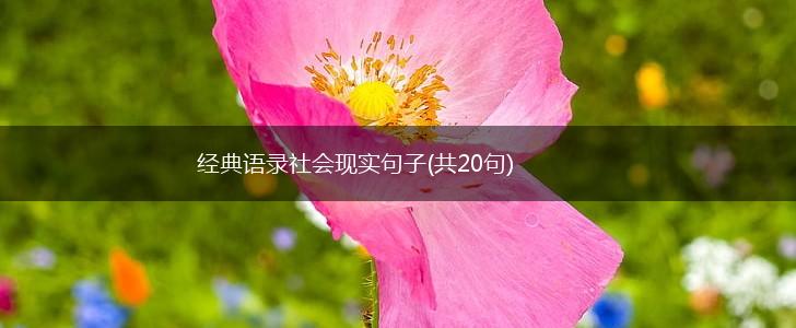经典语录社会现实句子(共20句),第1张