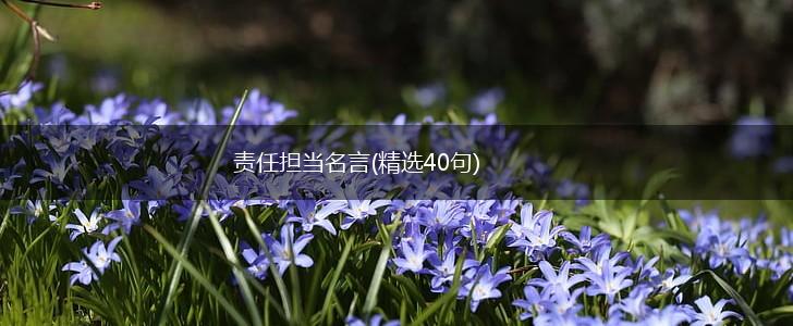 责任担当名言(精选40句),第1张