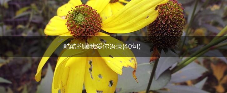 酷酷的藤我爱你语录(40句),第1张
