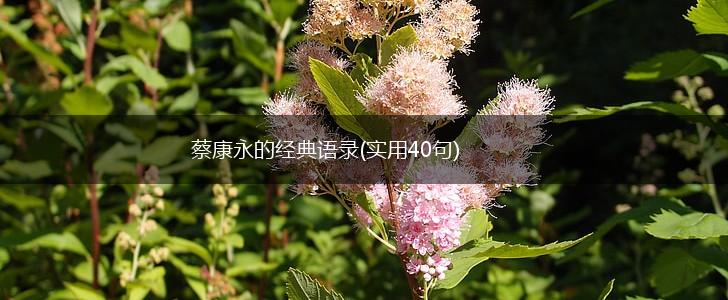 蔡康永的经典语录(实用40句),第1张