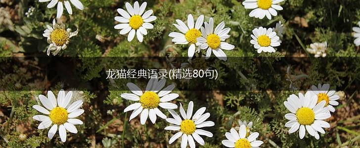 龙猫经典语录(精选80句),第1张