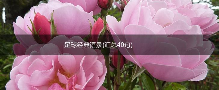 足球经典语录(汇总40句),第1张