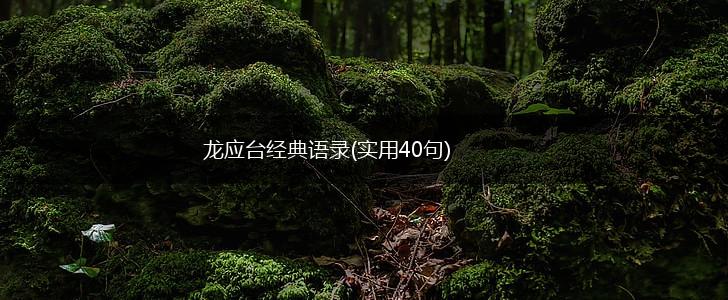 龙应台经典语录(实用40句),第1张