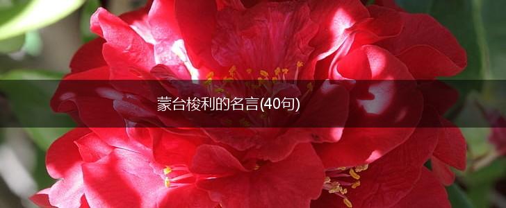 蒙台梭利的名言(40句),第1张