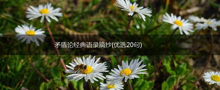 矛盾论经典语录摘抄(优选20句),第1张