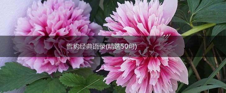 雪豹经典语录(精选50句),第1张
