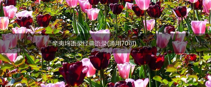 辛夷坞语录经典语录(通用70句),第1张