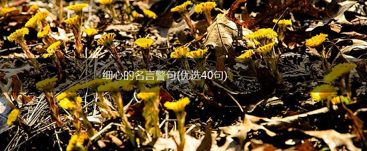 细心的名言警句(优选40句),第1张 细心的名言警句(优选40句),第1张