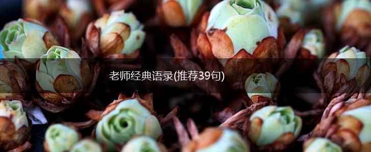 老师经典语录(推荐39句),第1张