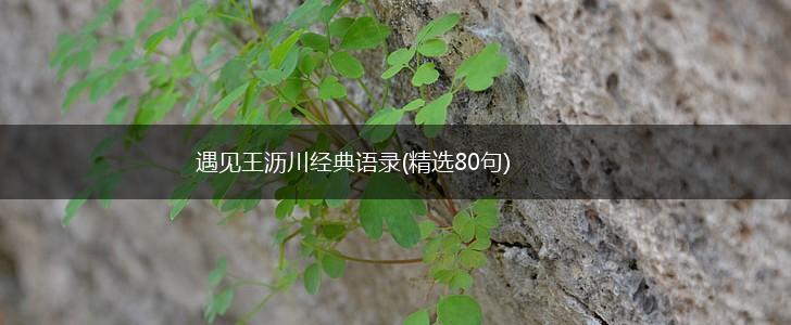 遇见王沥川经典语录(精选80句),第1张