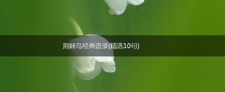 荆棘鸟经典语录(精选10句),第1张