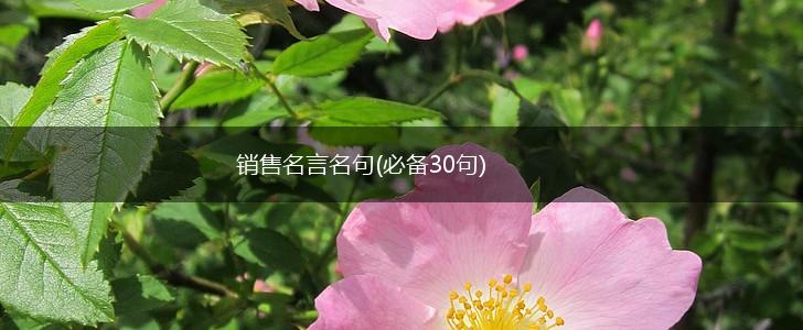 销售名言名句(必备30句),第1张