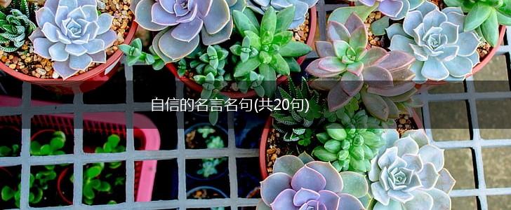 自信的名言名句(共20句),第1张