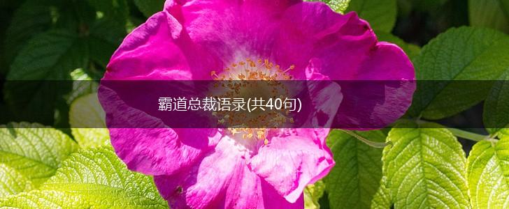 霸道总裁语录(共40句),第1张