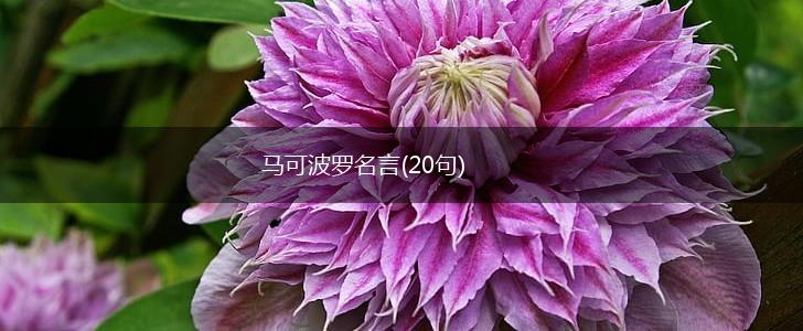 马可波罗名言(20句),第1张