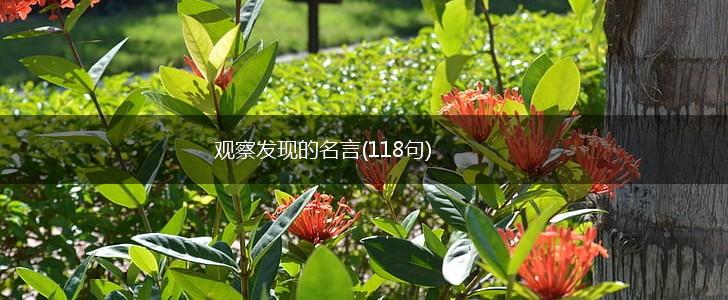 观察发现的名言(118句),第1张