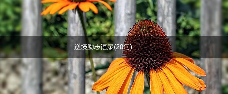 逆境励志语录(20句),第1张