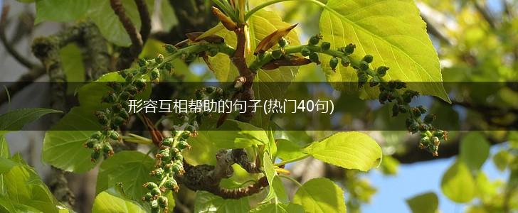 形容互相帮助的句子(热门40句),第1张