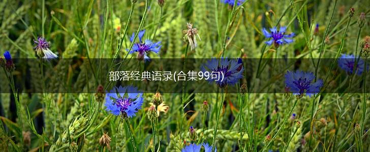 部落经典语录(合集99句),第1张