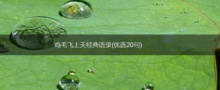 鸡毛飞上天经典语录(优选20句),第1张