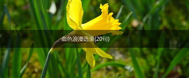 血色浪漫语录(20句),第1张