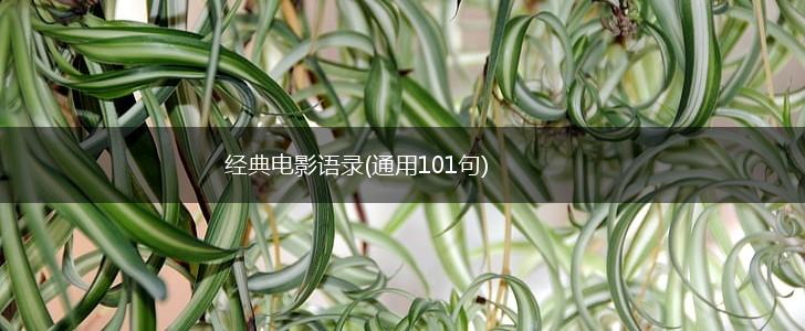 经典电影语录(通用101句),第1张
