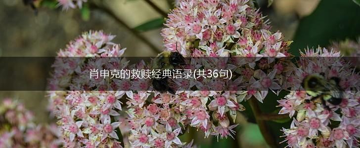 肖申克的救赎经典语录(共36句),第1张
