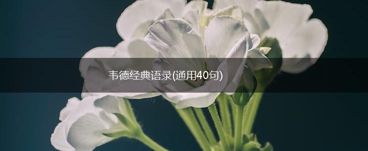 韦德经典语录(通用40句),第1张