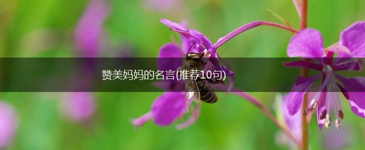 赞美妈妈的名言(推荐10句),第1张 赞美妈妈的名言(推荐10句),第1张