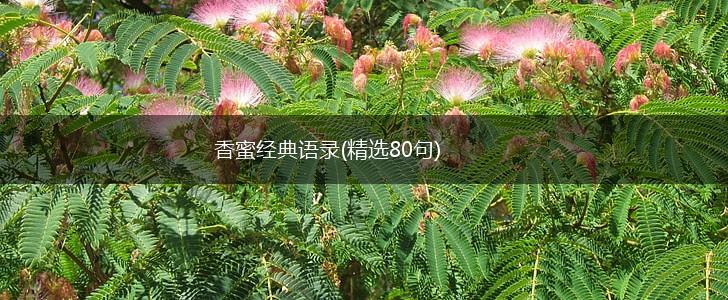 香蜜经典语录(精选80句),第1张