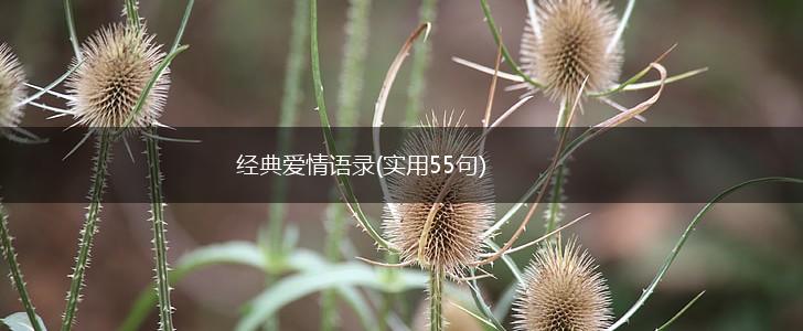 经典爱情语录(实用55句),第1张