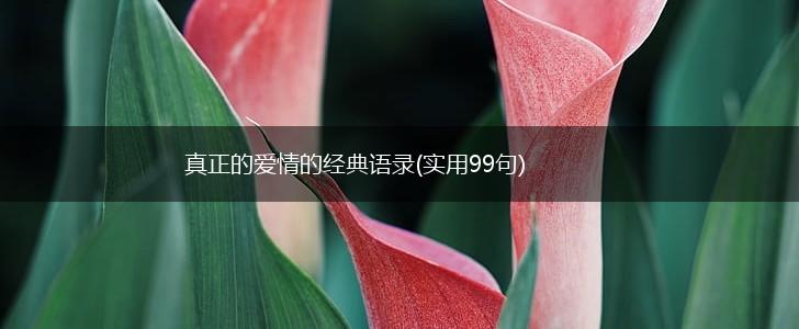 真正的爱情的经典语录(实用99句),第1张
