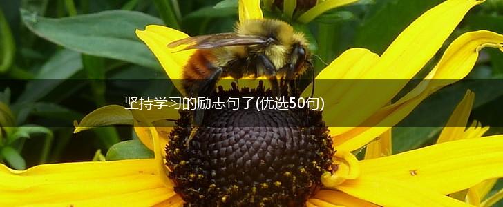 坚持学习的励志句子(优选50句),第1张