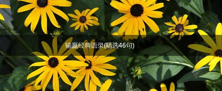 输赢经典语录(精选46句),第1张