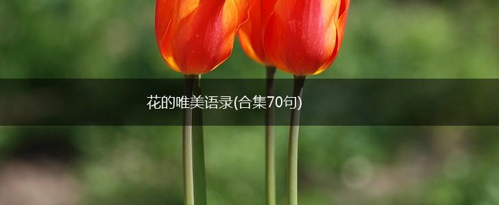 花的唯美语录(合集70句),第1张